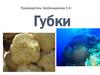 Губки