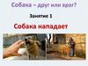 Собака нападает