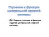 Строение и функции центральной нервной системы