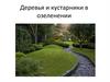 Деревья и кустарники в озеленении