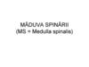 Maduva spinarii. Meninge. Nervul spinal