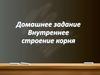 Внутреннее строение корня