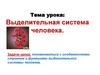 Выделительная система человека