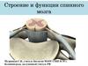 Строение и функции спинного мозга