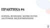 Корень: функции, морфология, анатомия, видоизменения  (практика №4)