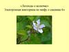 Легенды о колючке. Электронная викторина по мифу о ежевике