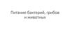Питание бактерий, грибов и животных