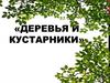 «Деревья и кустарники»