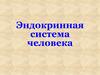Эндокринная система человека