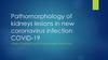 Pathomorphology of kidneys lesions in new coronavirus infection COVID-19
