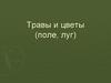 Травы и цветы полей и лугов