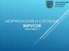 Морфология и строение вирусов