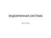 Эндокринная система