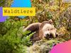 Welche tiere sehen wir im wald?