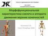 Морфофункциональная характеристика скелета и аппарата движения верхних конечностей