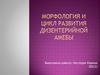 Морфология и цикл развития дизентерийной амебы