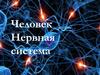 Человек. Нервная система