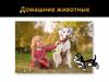 Домашние животные. Викторина о котах и кошках