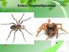 Класс Паукообразные
