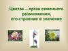 Цветок – орган семенного размножения, его строение и значение