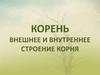 Корень внешнее и внутреннее строение корня