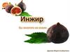 Инжир. Вы многого не знали …