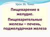 Пищеварение в желудке. Пищеварительные железы – печень, поджелудочная железа (Урок 36)