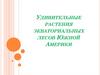 Удивительные растения экваториальных лесов Южной Америки