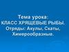 Класс хрящевые рыбы. Отряды: акулы, скаты, химерообразные