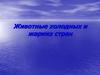 Животные холодных и жарких стран
