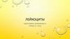 Лейкоциты. Роль нейтрофилов в организме
