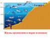 Жизнь организмов в морях и океанах