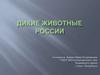 Дикие животные России