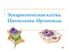 Эукариотическая клетка. Цитоплазма. Органоиды