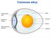 Куриные яйца