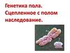 Генетика пола. Сцепленное с полом наследование