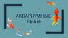 Аквариумные рыбы