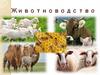 Животноводство