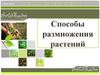 Способы размножения растений. Урок №24