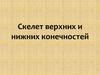 Скелет верхних и нижних конечночтей. Кости и их соединения