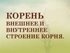 Корень внешнее и внутреннее строение корня