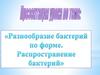 Разнообразие бактерий по форме. Распространение бактерий