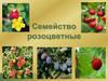 Семейство Розоцветные