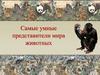 Самые умные представители мира животных