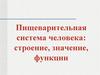 Пищеварительная система человека: строение, значение, функции