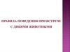 Правила поведения при встрече с дикими животными