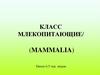 Класс Млекопитающие