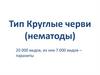 Тип Круглые черви (нематоды)