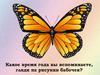 Узоры на крыльях бабочек