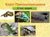 Класс Пресмыкающиеся